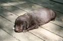Chocolate Male