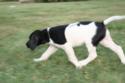 Black and white spotted male