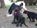 Black Female Puppy