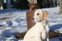 Yellow Labrador puppies for sale