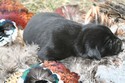 Black Female