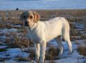 White with tan / Bronze Female