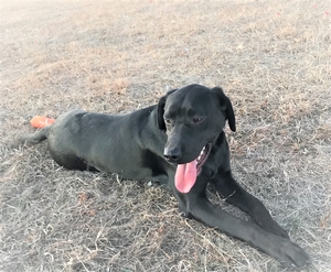 Black Male Small White 