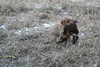 Fox Tail Red Male