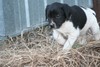 Black and White Spotted Female