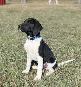 Black and White Spotted Male