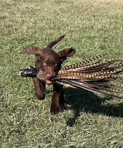 Chocolate Male
