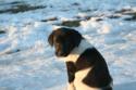 Black and White Spotted Male Puppy