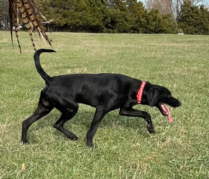 Black Male