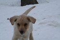 male lab shorthair cross