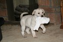 Lab Cross Yellow Male Light in color 