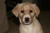 Lab Cross Female