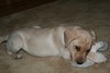 Labador puppy