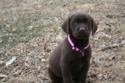 Chocolate Female with white streak on chest