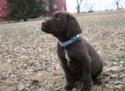 Chocolate Male