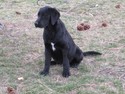 Black Lab Female