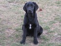Black lab female 