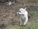 Yellow lab hunting south dakota 