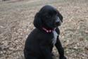 Solid black and Black with white Markings born January 6th