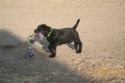 Solid Black Female Puppy