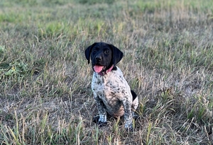 Black and White Spotted Female