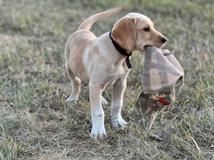 Red and White Male