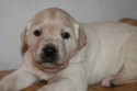 Female Yellow Lab Shorthair Cross #13