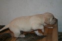 Yellow Male Lab Cross #2