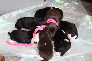New Litter April 20