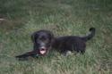 Black Male Hybrid Retriever Puppy