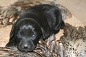 Black Female #9