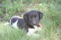 New Litter Born July 10,2014 