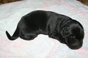 Black Male #1 with small white star on chest