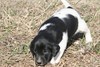 Black and White spoted male #12
