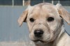 #14 Yellow Lab Shorthair Cross