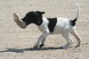 #6 Black and White Female 