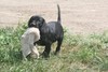 Black Lab