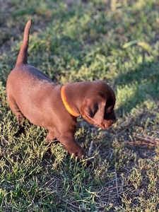 Chocolate Male