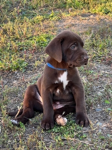 Chocolate male