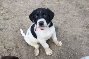 Black and White Spotted Male
