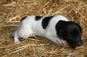 F9 Black and White Spotted Male