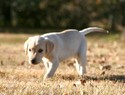 Yellow Lab Female