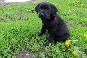 Black Male with tiny white mark