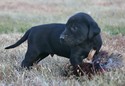 Black Male