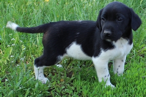 Black and white spotted Male
