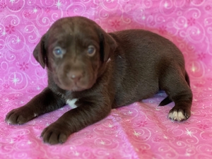Chocolate Female