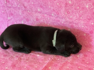 Black Male