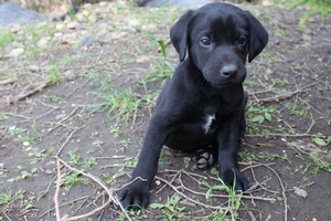 Black Male White Patch