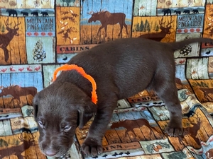 Chocolate Male