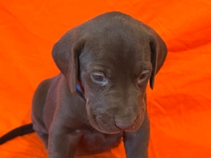 Chocolate Male